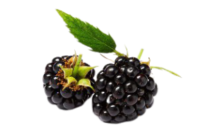 Šumska kupina Šumska kupina